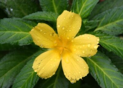 fleur aux Seychelles