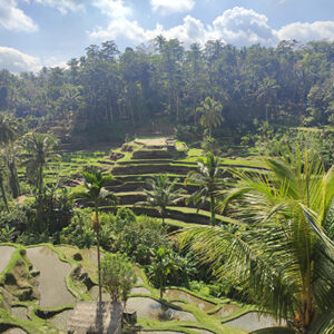 paysage à Bali