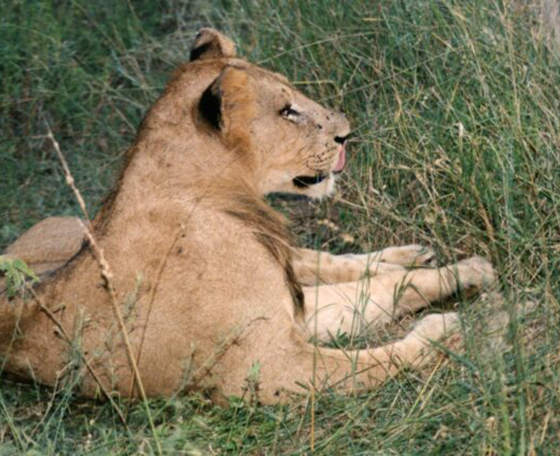 lionne en Afrique du Sud