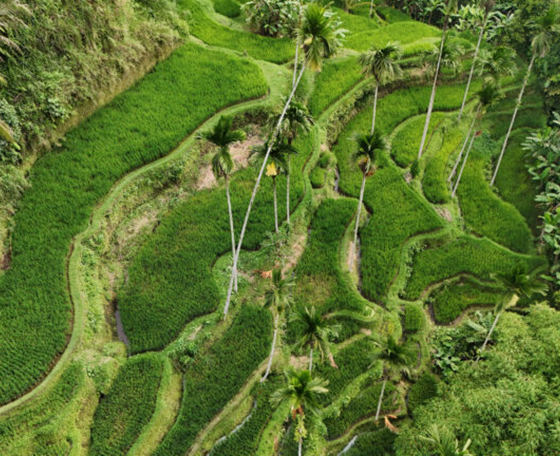 vue aérienne à Bali