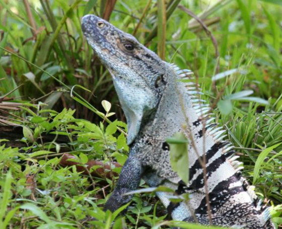 animal au Costa Rica