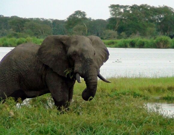 éléphant