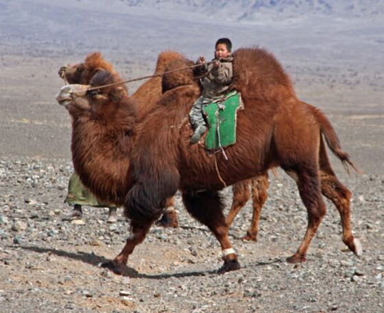 chameau et enfant en Mongolie