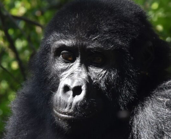 Gorille en Ouganda