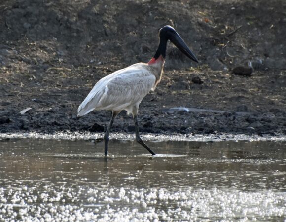 faune locale au PAraguay