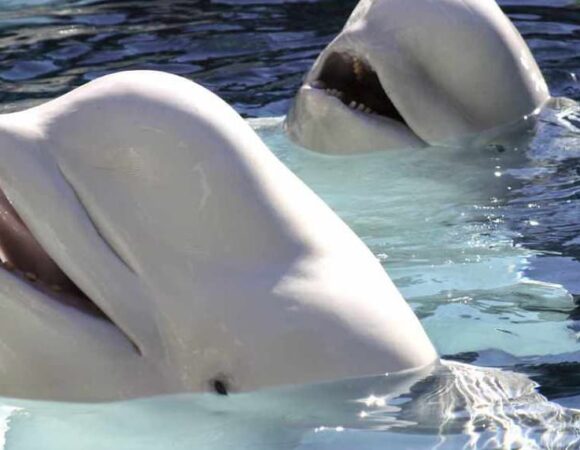 dauphins