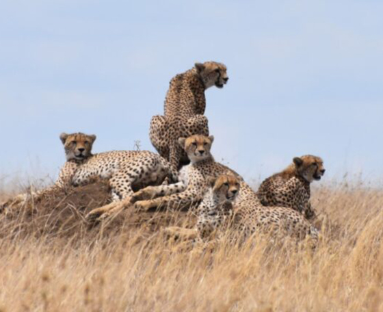 léopard en Tanzanie